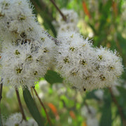 Eucalyptus Radiata Oil
