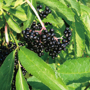 Elderberry Hydrosol