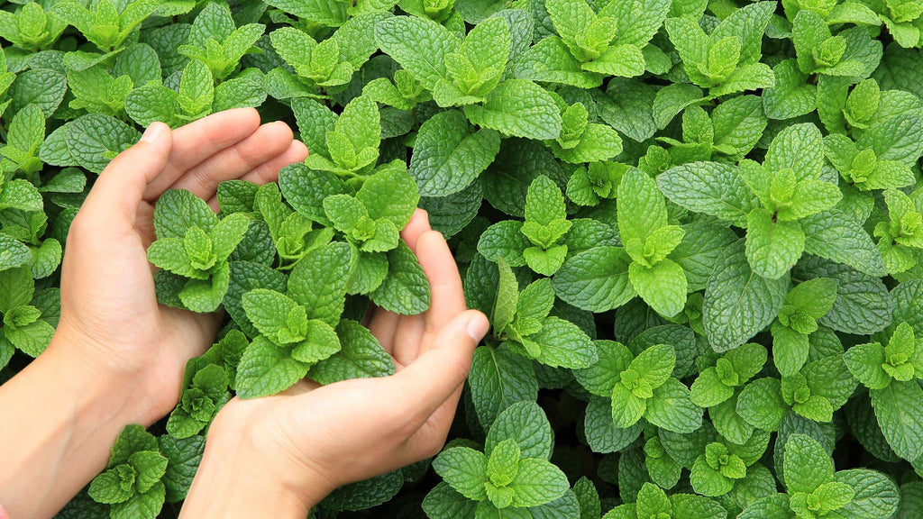6 Ways Peppermint Essential Oil Can Naturally Invigorate and Improve Your Life