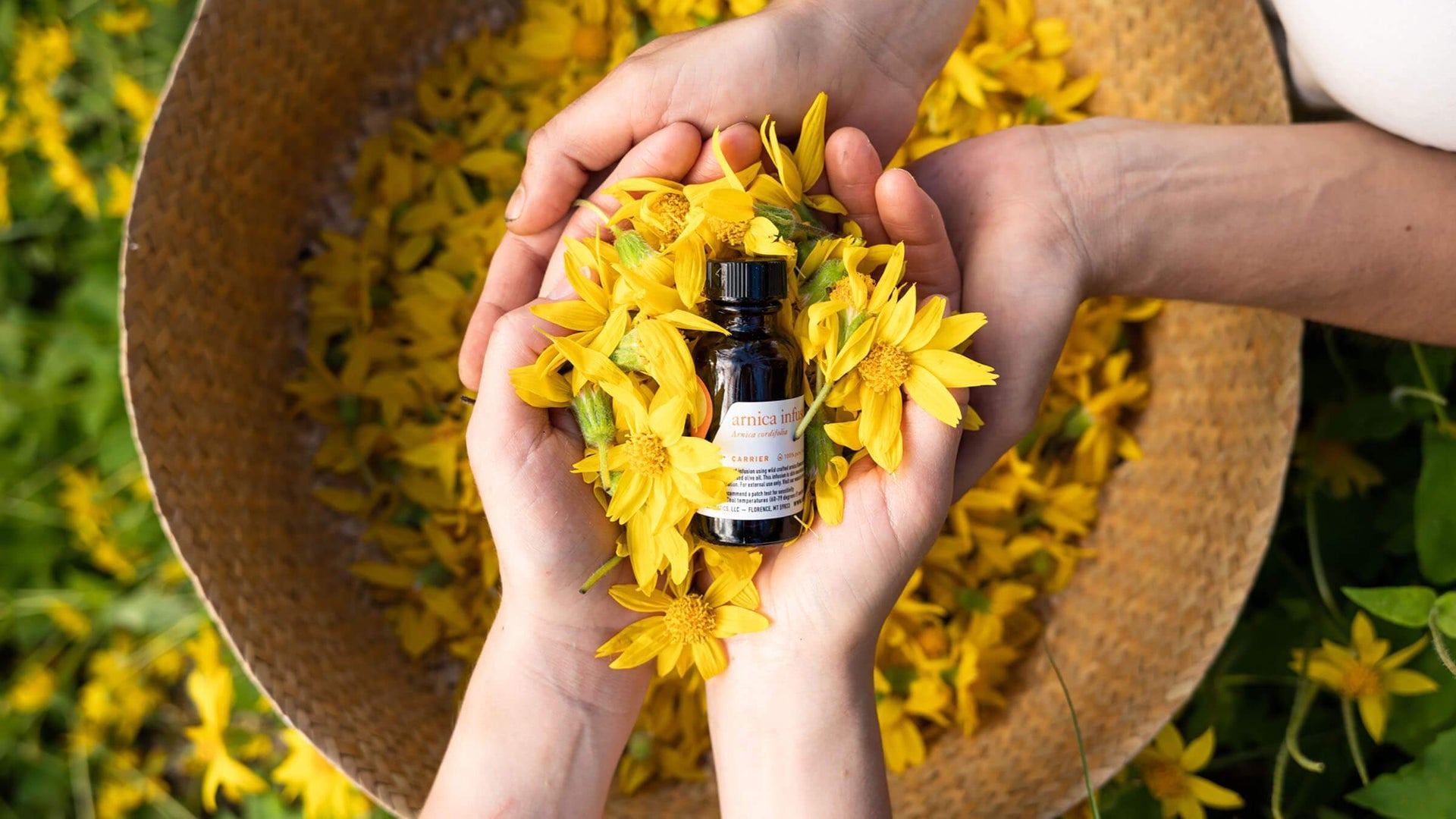 All About Arnica: Why We Love It And How To Grow It