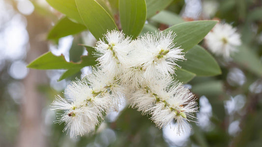 How to use honey myrtle oil: a super-potent Melaleuca!