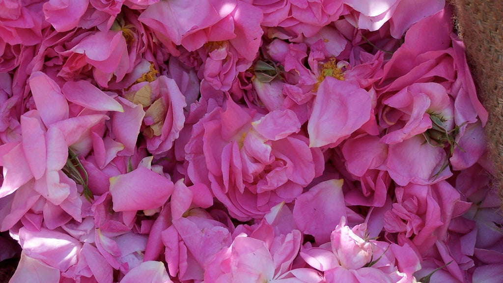 For the Rose Lover: Rose and Geranium Oil