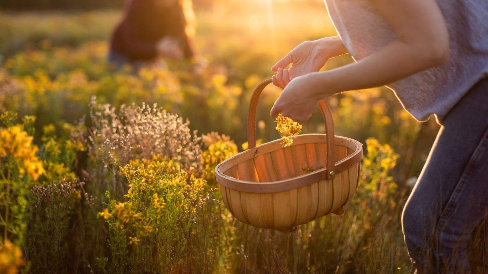 Ethical and sustainable growing practices - Aromatics International