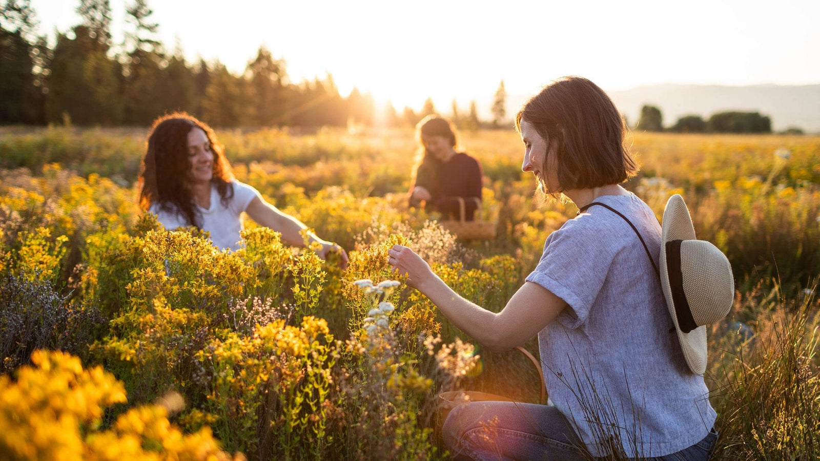 Evaluating essential oil purity & quality - Aromatics International
