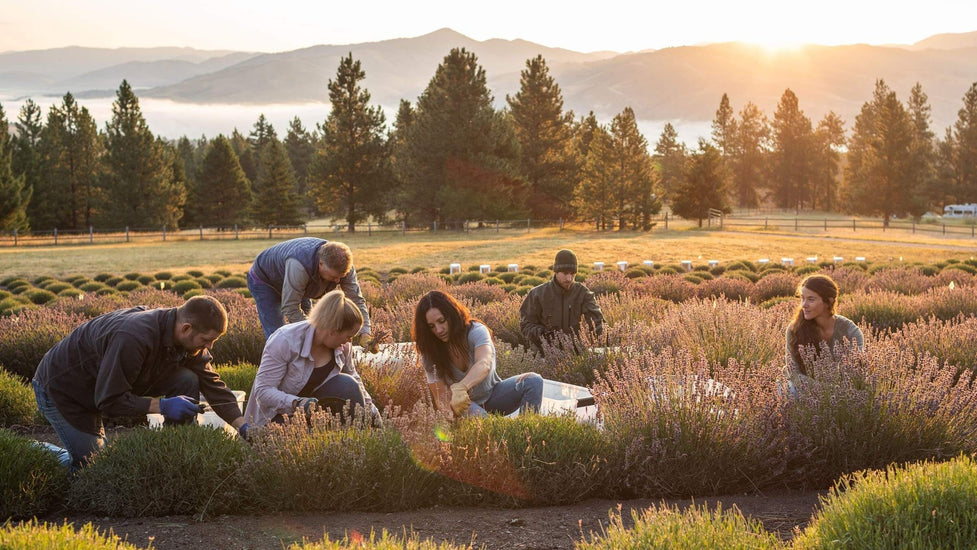 Lavender Oil from the Montanan Rockies | aromatics.com  Aromatics  International