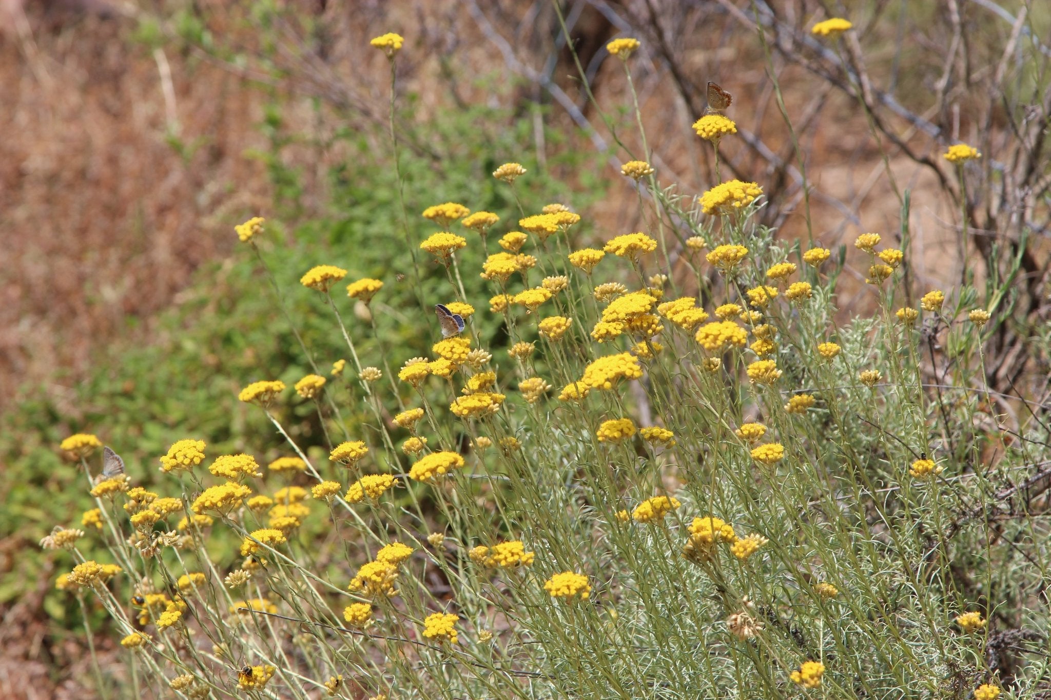Helichrysum Healing Workshop – Aromatics International