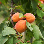 Apricot Kernel Oil - Carriers - Aromatics International