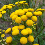 Blue Tansy Essential Oil - 5ml - Essential Oil Singles - Aromatics International
