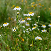 Chamomile Roman Essential Oil - 5ml - Essential Oil Singles - Aromatics International