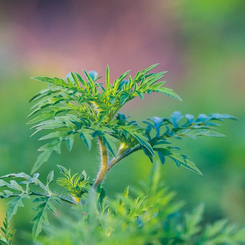 Organically Produced Davana Essential Oil - Aromatics International