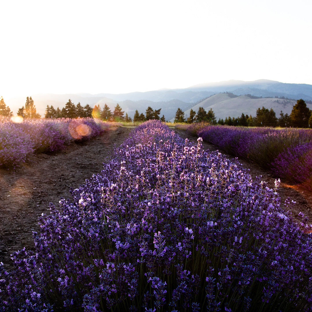 organic english lavender plants USDA Organic Lavender Essential Oil Artisan - Aromatics International