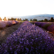 Lavender Essential Oil Artisan