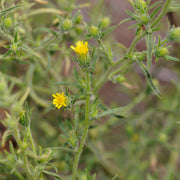 Inula (Sweet) Essential Oil - 5ml - Essential Oil Singles - Aromatics International