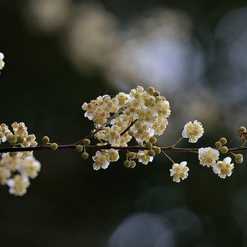 may chang plant Organically Produced May Chang Essential Oil - Aromatics International