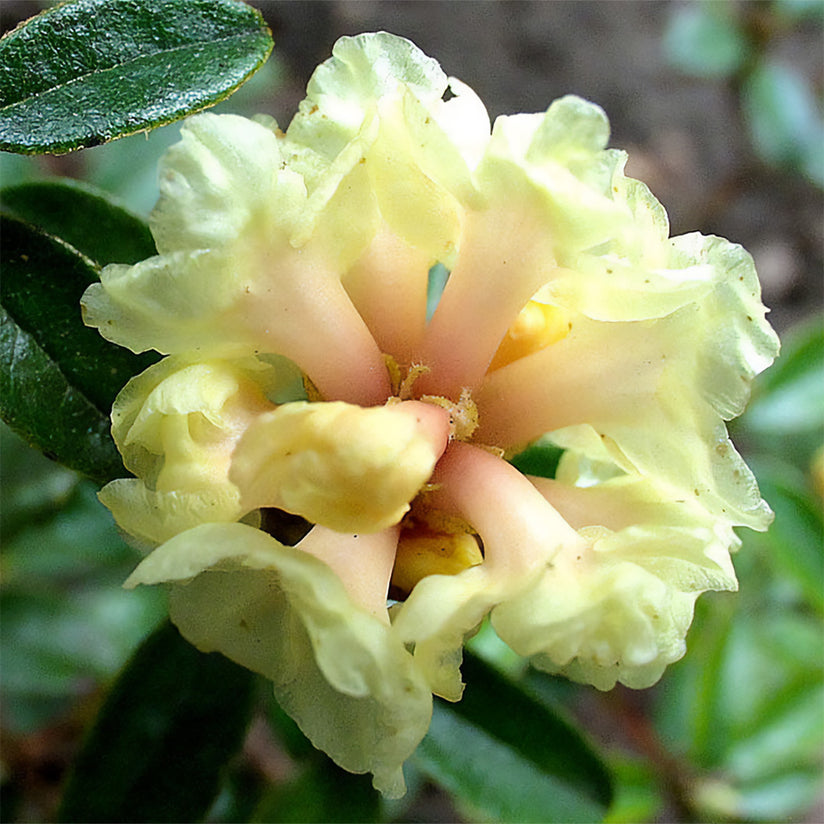 Wildcrafted Rhododendron Essential Oil - Aromatics International