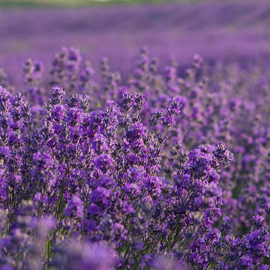 spike lavender seeds USDA Organic Spike Lavender Essential Oil - Aromatics International