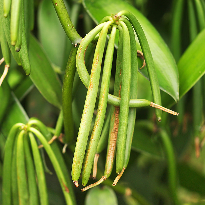 bourbon plant USDA Organic Vanilla CO2 Bourbon - Aromatics International
