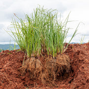 Vetiver Green Essential Oil - Aromatics International
