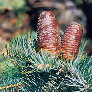 White Fir Essential Oil - 5ml - Essential Oil Singles - Aromatics International