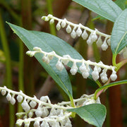 Wintergreen Essential Oil - 5ml - Essential Oil Singles - Aromatics International