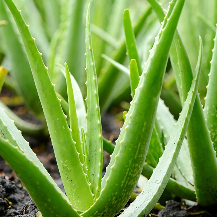 Organically Produced Aloe Vera Gel - Aromatics International