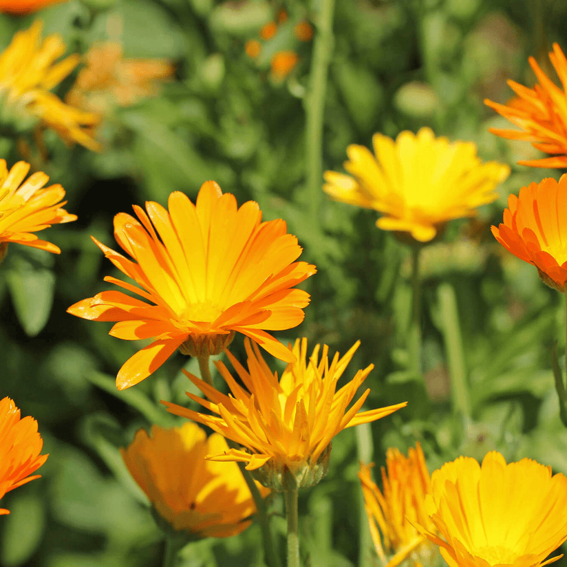 USDA Organic Calendula Infused Olive Oil - Aromatics International