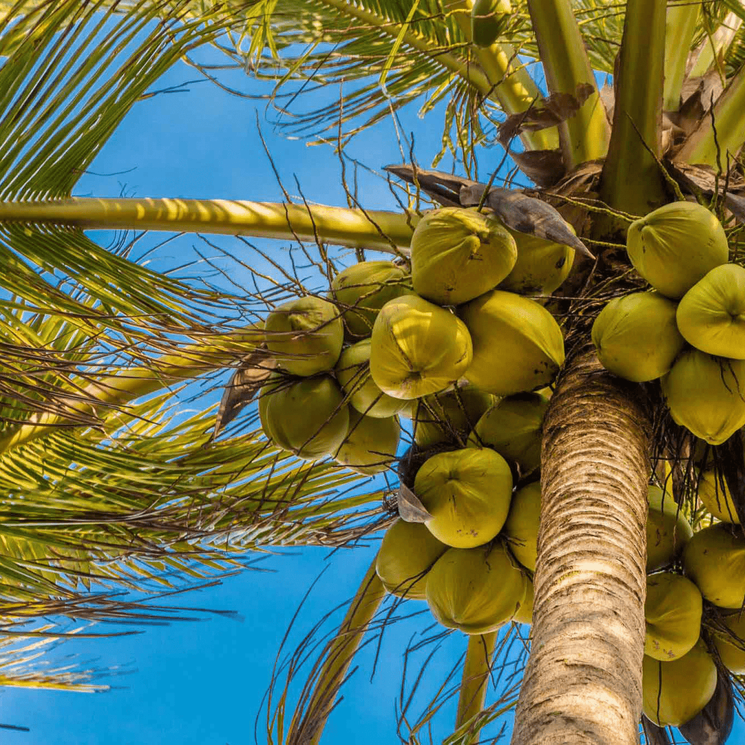 palm and coconut oil USDA Organic Coconut Oil - Aromatics International