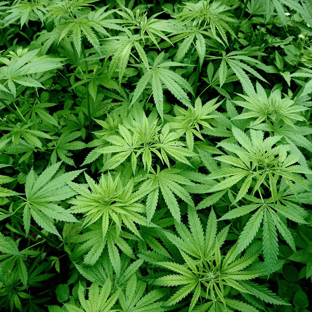 organic hemp seeds for planting USDA Organic Hemp Seed Oil - Aromatics International