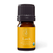 Larch Tamarack Essential Oil - 5ml - Essential Oil Singles - Aromatics International
