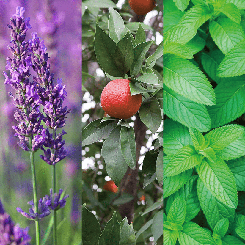 orange lavender plant Organic Lavender, Blood Orange & Spearmint Hydrosol