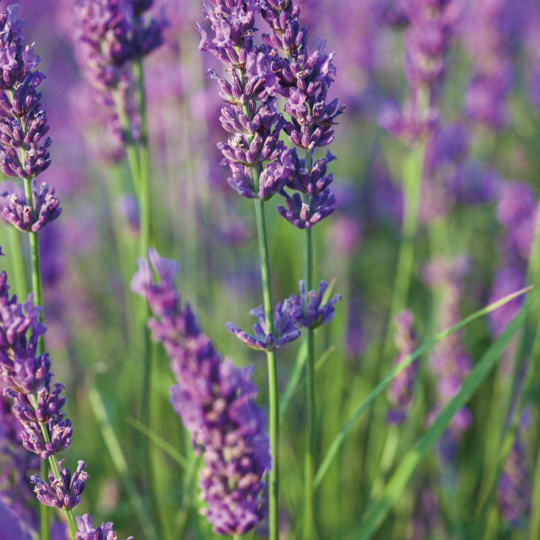 aromatic lavender plant USDA Organic Lavender Essential Oil - Aromatics International