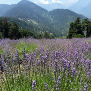 Lavender Kashmir Essential Oil - Essential Oil Singles - Aromatics International