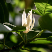 Magnolia Absolute Essential Oil - Aromatics International