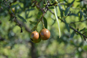 Sandalwood Nut Oil