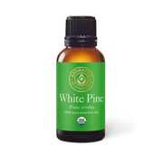 White Pine Essential Oil - 30ml - Essential Oil Singles - Aromatics International