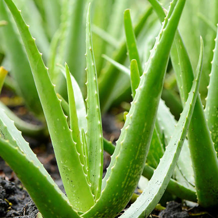 Aloe vera gel: the #1 carrier for summer skin care! – Aromatics