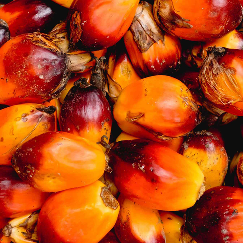 Palm Kernel Oil Benefits & Uses For Skin - Mirah Belle