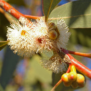 Eucalyptus Dives Oil