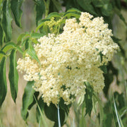 Elderflower Hydrosol