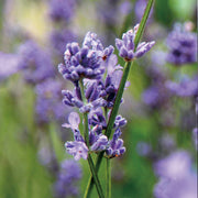 Lavender Artisan Hydrosol