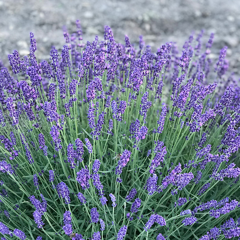 lavender frankincense and tea tree oil Organic Lavender Infused Frankincense Essential Oil