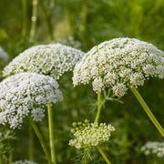 Carrot  Seed Wild Oil (Queen Anne's Lace)